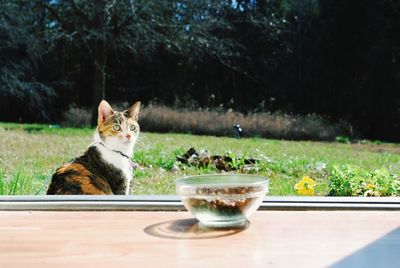 Cat sitting on field