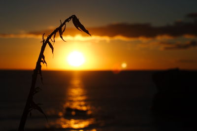 Silhouette plant against sea during sunset
