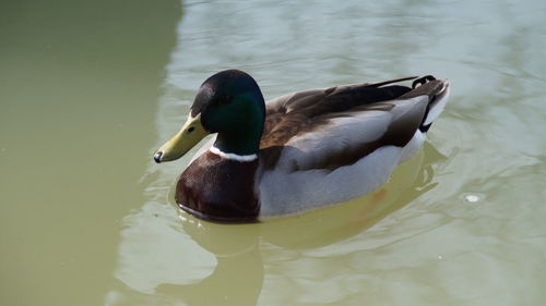 Close-up of duck swimming in lake