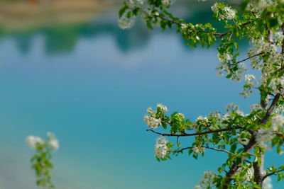 Close-up of flowering plant against tree