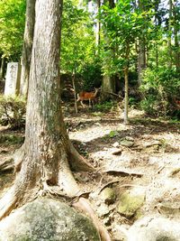 Trees in forest