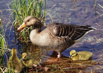 Ducks in a lake