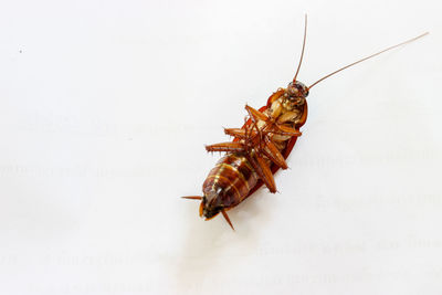 High angle view of cockroach on white background