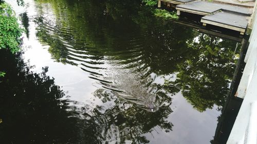 Reflection of trees in water