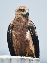 Close-up of a bird