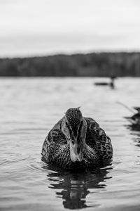 Duck swimming in lake