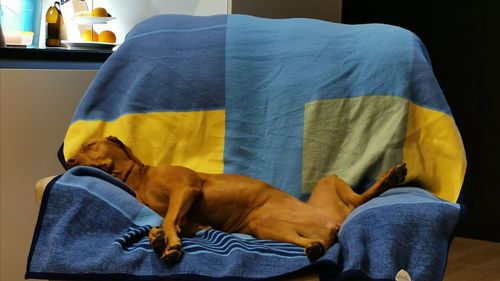 Midsection of a dog sleeping