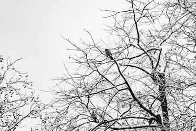 Low angle view of silhouette bare tree against clear sky