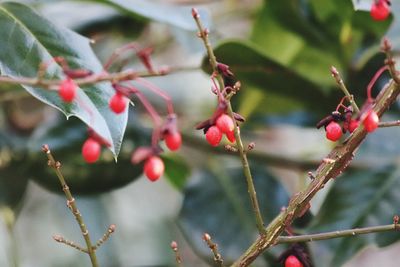 Close-up of berries growing on tree