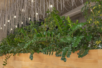 Potted plants against wall