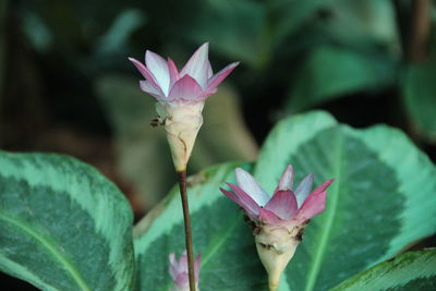 Close-up of pink lotus water lily