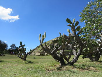Trees against blue sky