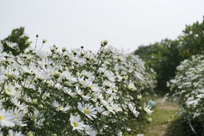 Close-up of white flowering plants on field