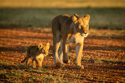 Lioness with cub walking on land