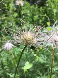 Close-up of flowers against blurred background