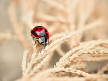 Close-up of ladybug on plant