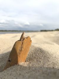 Close-up of wood on sand at beach against sky