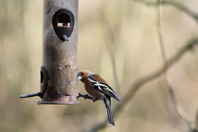 Close-up of bird perching on feeder