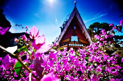 Low angle view of flowers against blue sky