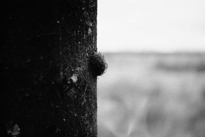 Close-up of tree trunk against sky