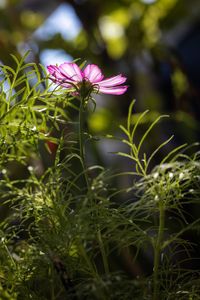 Close-up of purple flowering plant