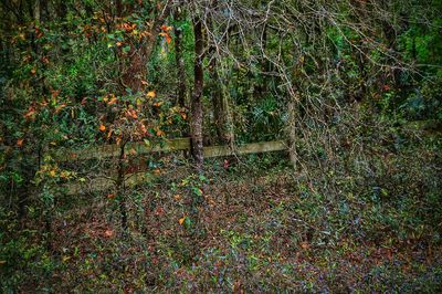 Plants growing on a tree