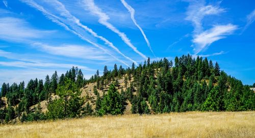 Trees on landscape against blue sky