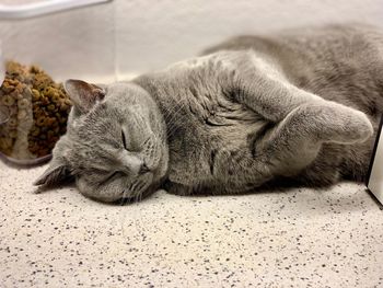 Close-up of a cat sleeping on floor