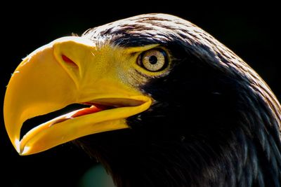 Close-up of a bird