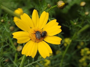 Close-up of insect on yellow flower