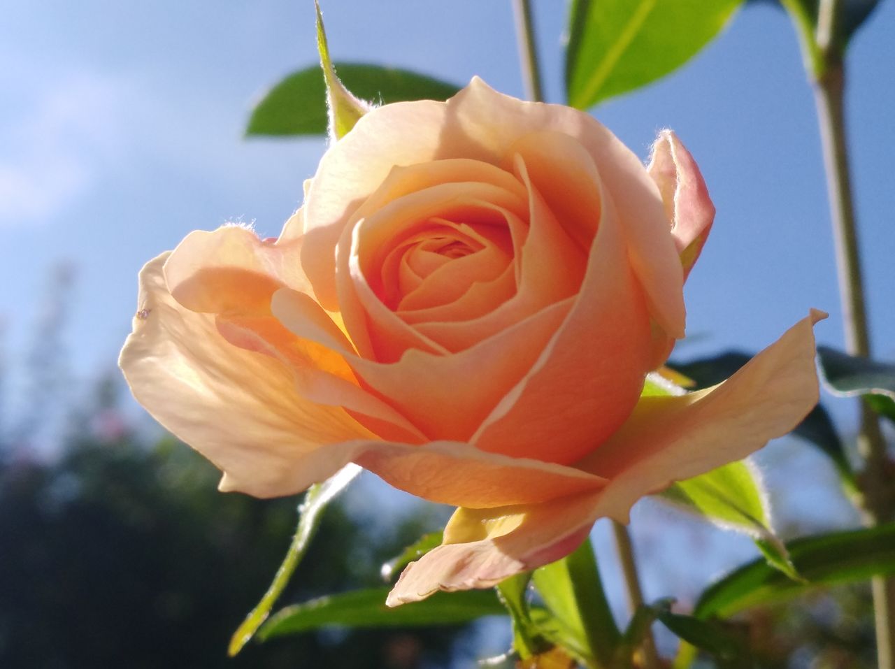 CLOSE-UP OF ORANGE ROSE