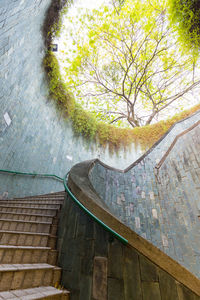 High angle view of tree by swimming pool against building