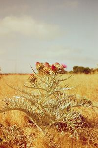 Close-up of dry plant on field against sky