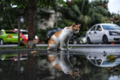 View of a cat on city street
