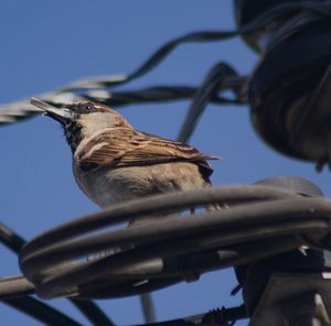 Low angle view of bird perching