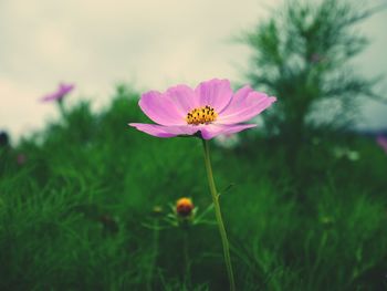 Close-up of pink cosmos flower