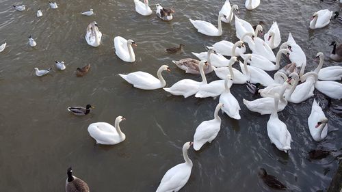 High angle view of swans swimming on lake