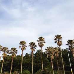 Low angle view of palm trees against sky