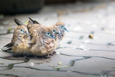 Close-up of birds eating