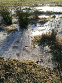 Close-up of grass with reflection in water