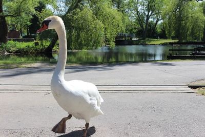 Swan on riverbank