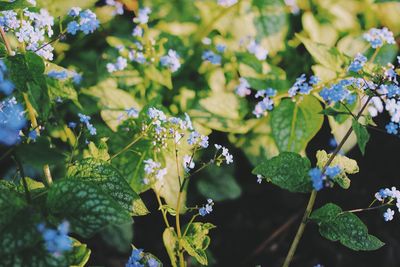 Close-up of flowers growing on tree