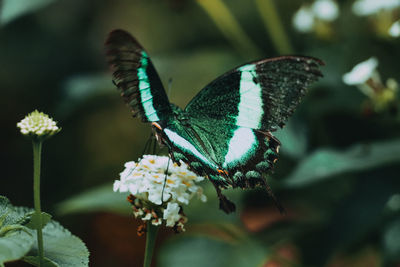 Close-up of butterfly pollinating on flower