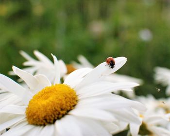 Close-up of insect on white flower