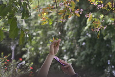 Cropped hand of woman holding plant