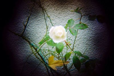 Close-up of rose blooming in garden