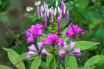 Close-up of flowers against blurred background