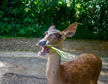 Portrait of deer