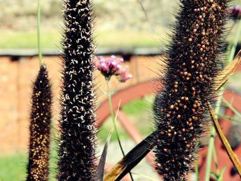 Close-up of cactus plant