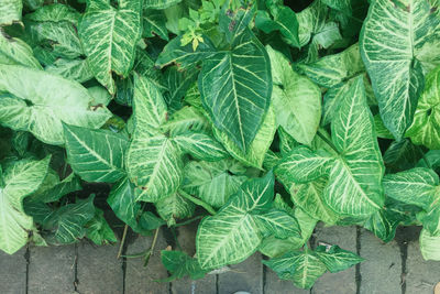 High angle view of green leaves